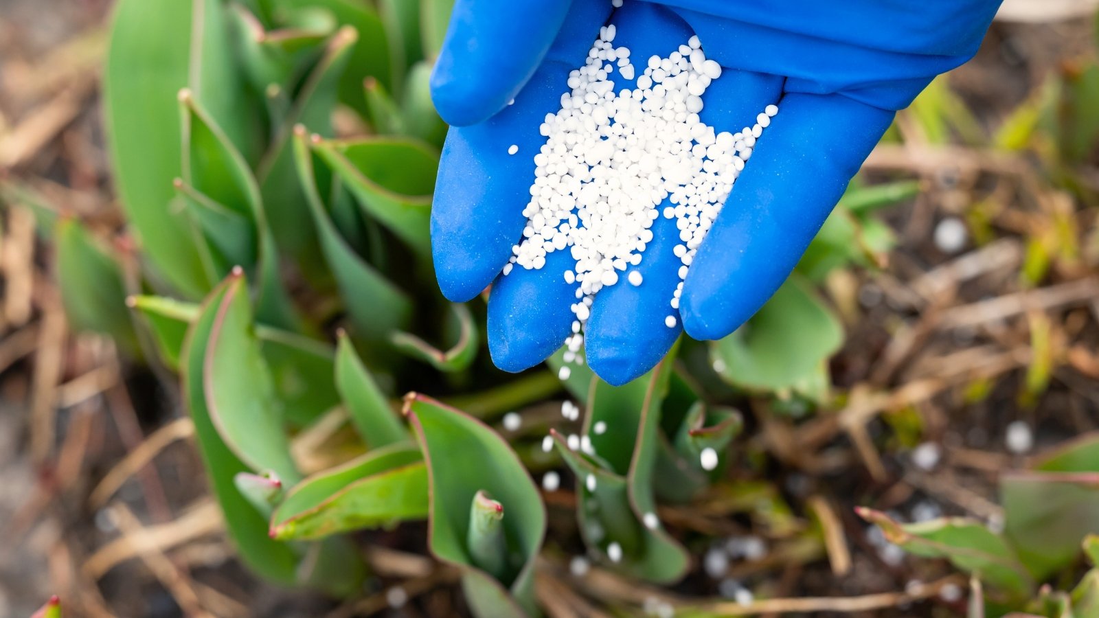 Close-up of fertilizing tulips in a sunny garden. A woman's hand in a blue glove pours white granular fertilizer onto the soil. Tulips display long, narrow leaves that emerge directly from the bulb. These leaves are smooth and glossy, often with a slightly waxy texture.