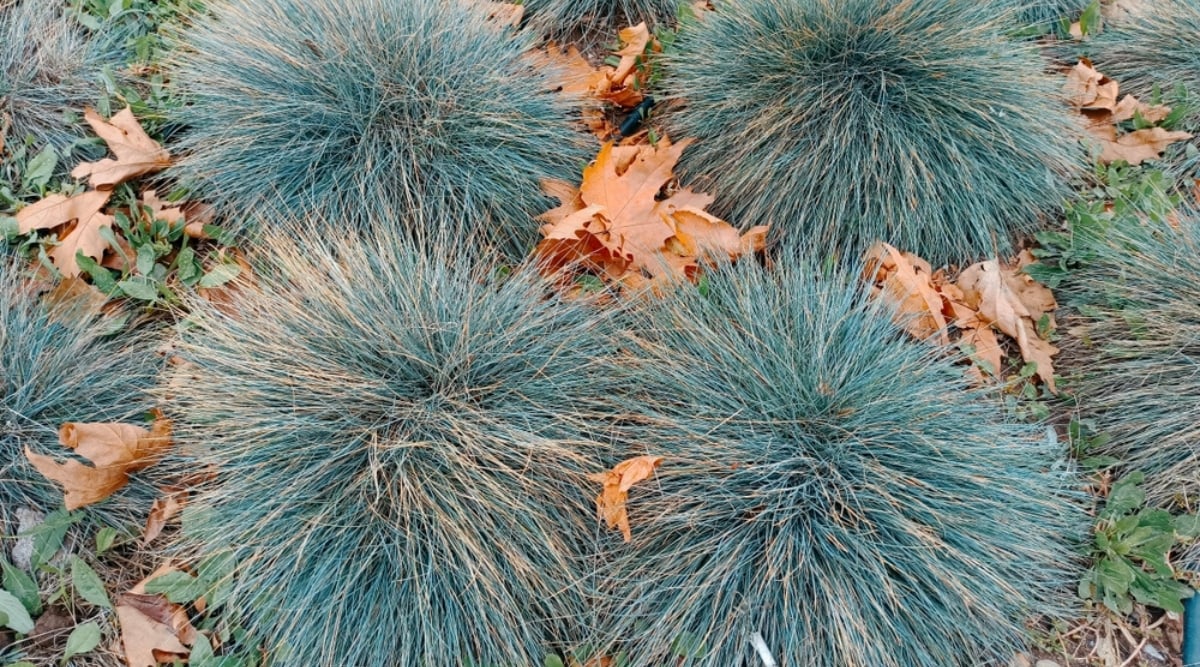 Close-up of growing Festuca glauca in an autumn garden. Festuca glauca, commonly known as blue fescue, is a compact ornamental grass celebrated for its striking blue-gray foliage. Forming dense tufts, the narrow, linear leaves create a cascading effect. Autumn brown leaves lie nearby on the lawn.