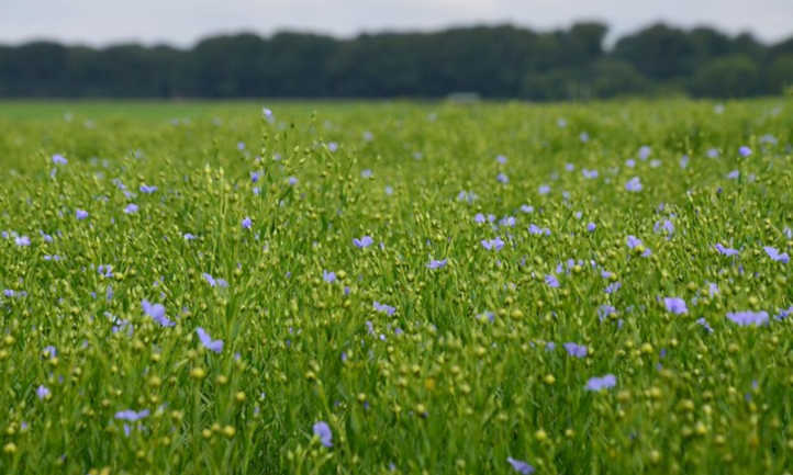 Field of flax