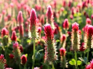 A cluster of crimson clovers, their vibrant red hues catching the eye. These hairy clovers stretch gracefully towards the warm embrace of sunlight, showcasing nature's resilience and determination to thrive.