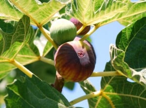 Close-up of ripe fruits on Fig tree. The tree has broad, lobed leaves of bright green color with pale green veins. Figs, the tree's signature fruit, grow directly on the branches and are characterized by a pear-like shape with a small opening, known as the "eye," at the bottom. The fruit has a soft, greenish-purple skin.