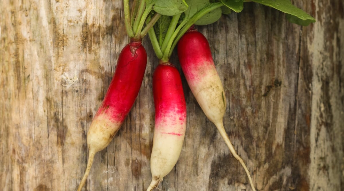 Close-up of ripe Fire and Ice radish roots on a wooden table. Radish roots are oblong oval in shape with half red and half white skin.