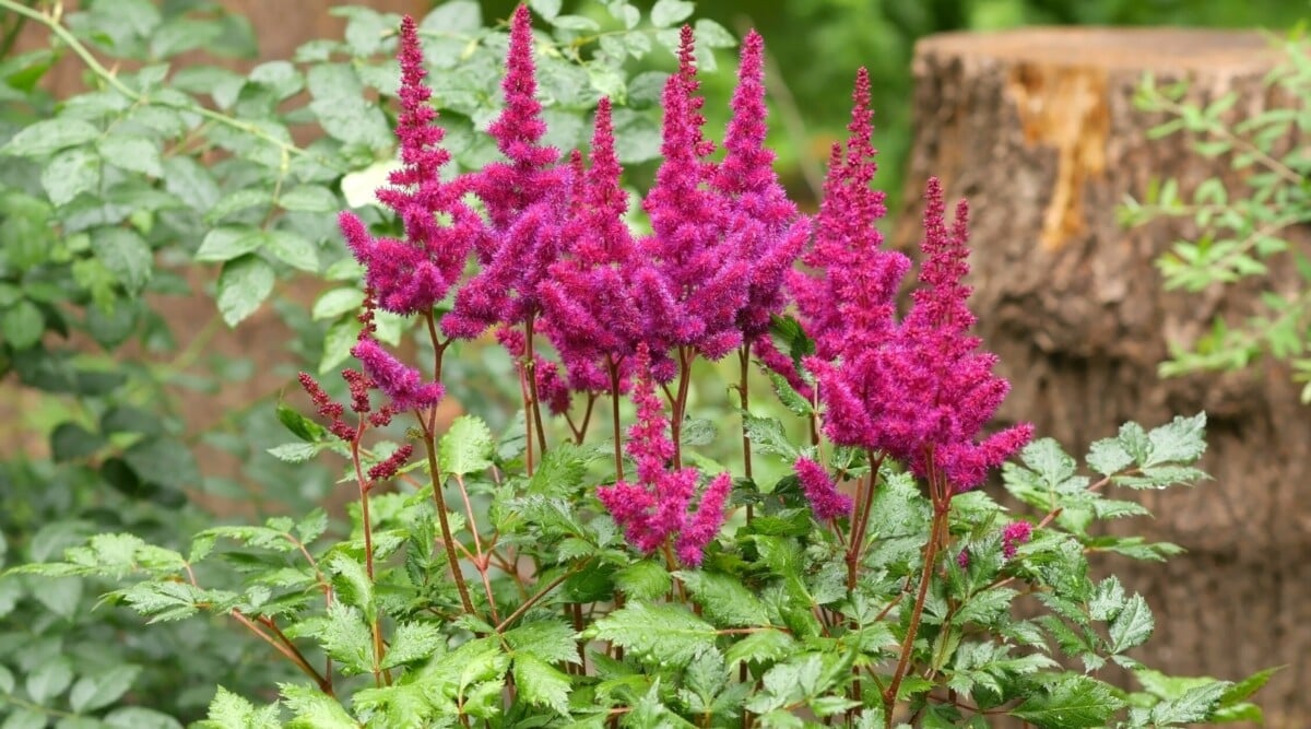 Close-up plan of a garden with deep pink Astilbe blooming. Astilbe features feathery and finely divided plumes of flowers that rise above its lush, fern-like foliage.