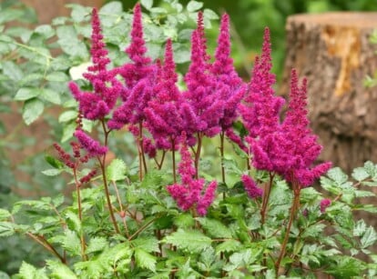 Close-up plan of a garden with deep pink Astilbe blooming. Astilbe features feathery and finely divided plumes of flowers that rise above its lush, fern-like foliage.