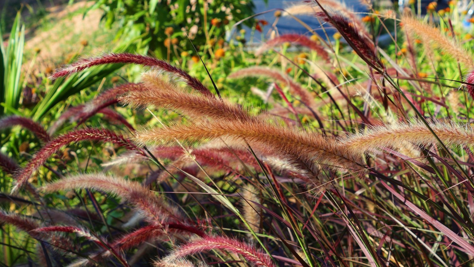 Brown spike flowers of Purple Fountain Grass add texture and contrast against the slender, blade-like and purple leaves with green plants subtly visible in the background.