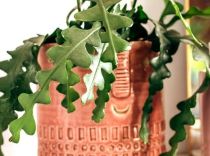 Fishbone cactus growing in a terra cotta pot.