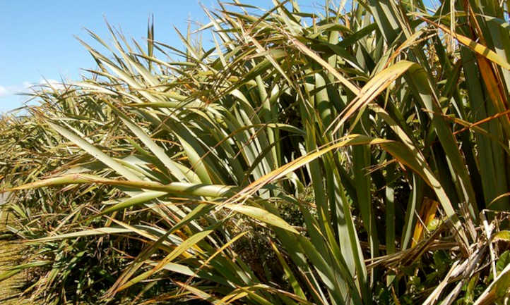 Flax drying