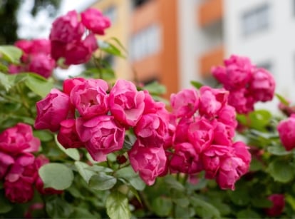 A close-up of a Floribunda rose bush reveals clusters of delicate, pink blossoms, each petal gently unfurling to reveal its intricate beauty. Surrounding the roses, vibrant green leaves add depth and contrast, while in the distance, towering buildings fade into a blurred background.