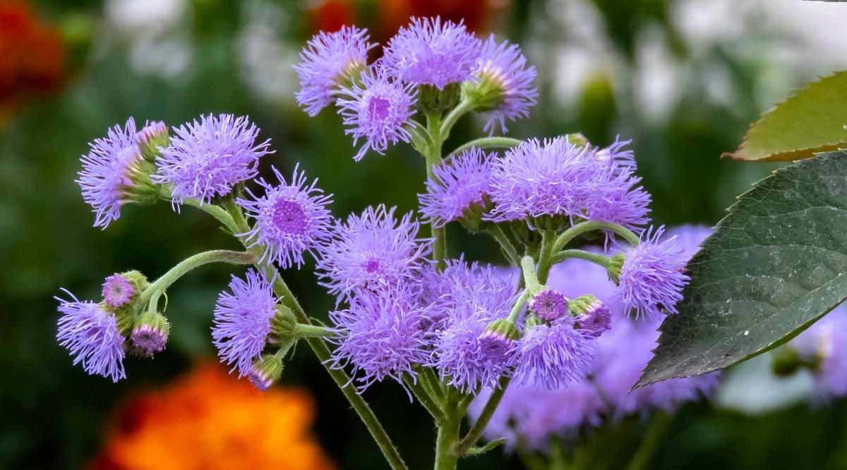 Floss Flower
