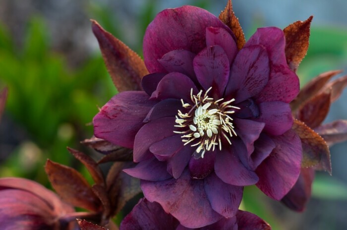 Flower blooming in the winter in a garden