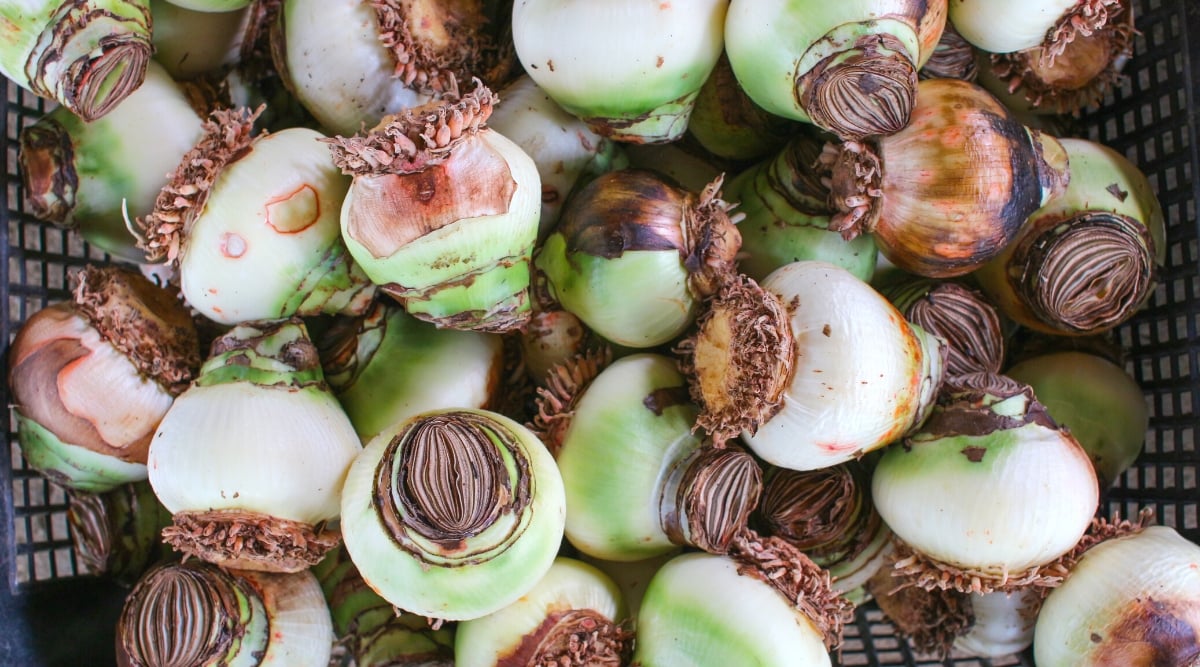 Close-up of many Amaryllis bulbs in a black plastic box. These bulbs, large and teardrop-shaped, boast a papery outer layer that protects the potential for future blooms. The exterior may feature hues of brown or tan, and the basal plate, from which roots emerge, is firm and well-formed.