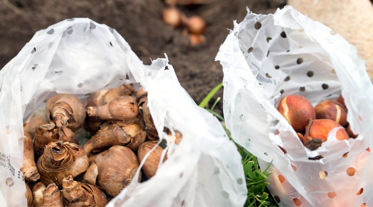 Close-up of two white plastic bags full of spring-blooming tulip bulbs of different varieties. Plastic bags have many round holes for ventilation. The bulbs are medium-sized, oval-shaped structures with a brown outer skin.