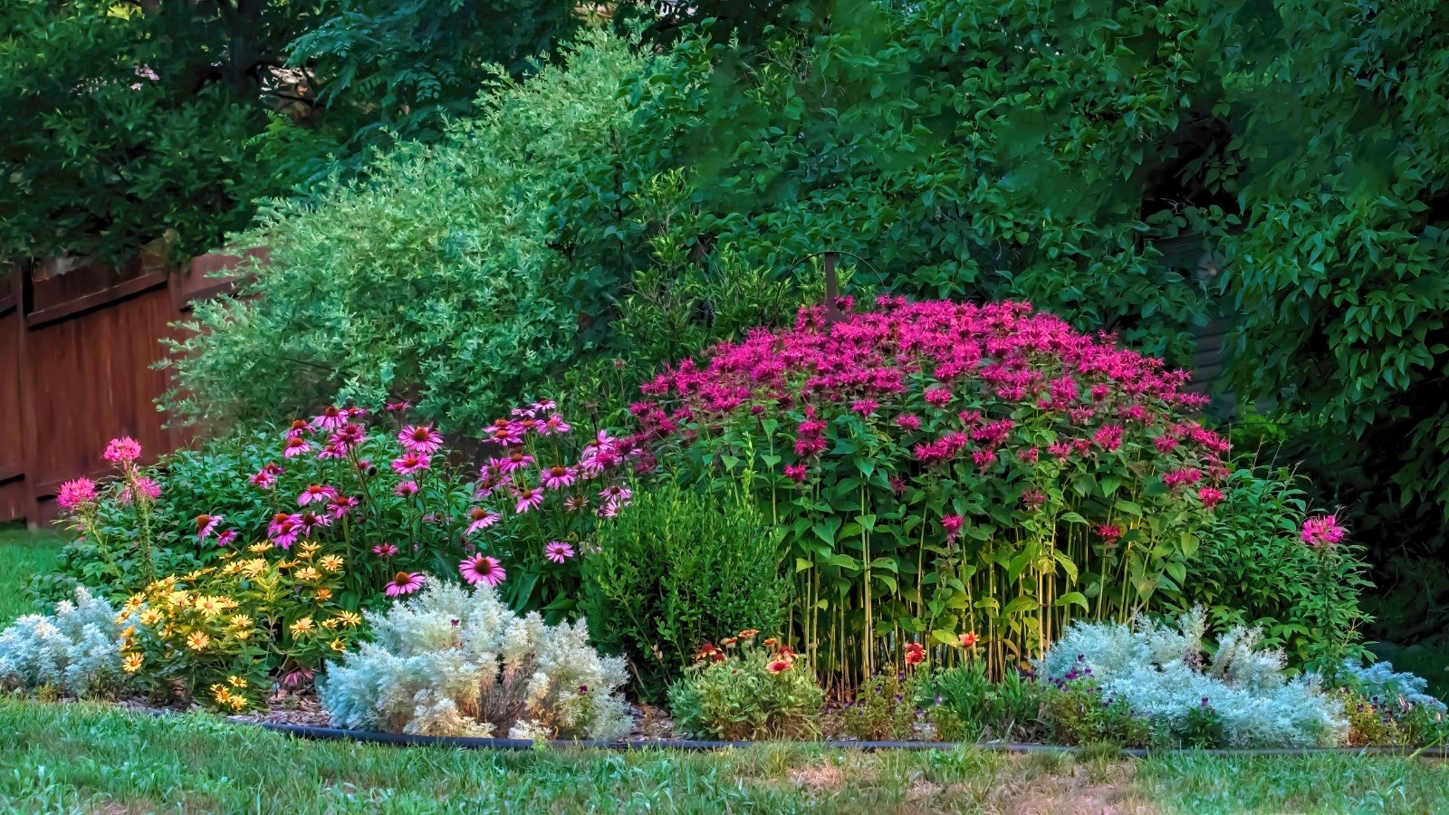 A gorgeous flower garden with a variety of colorful flowers including artemisia absinthium, cleome or spider flowers, daises, coneflowers, bee balm or monarda, and blanket flowers.