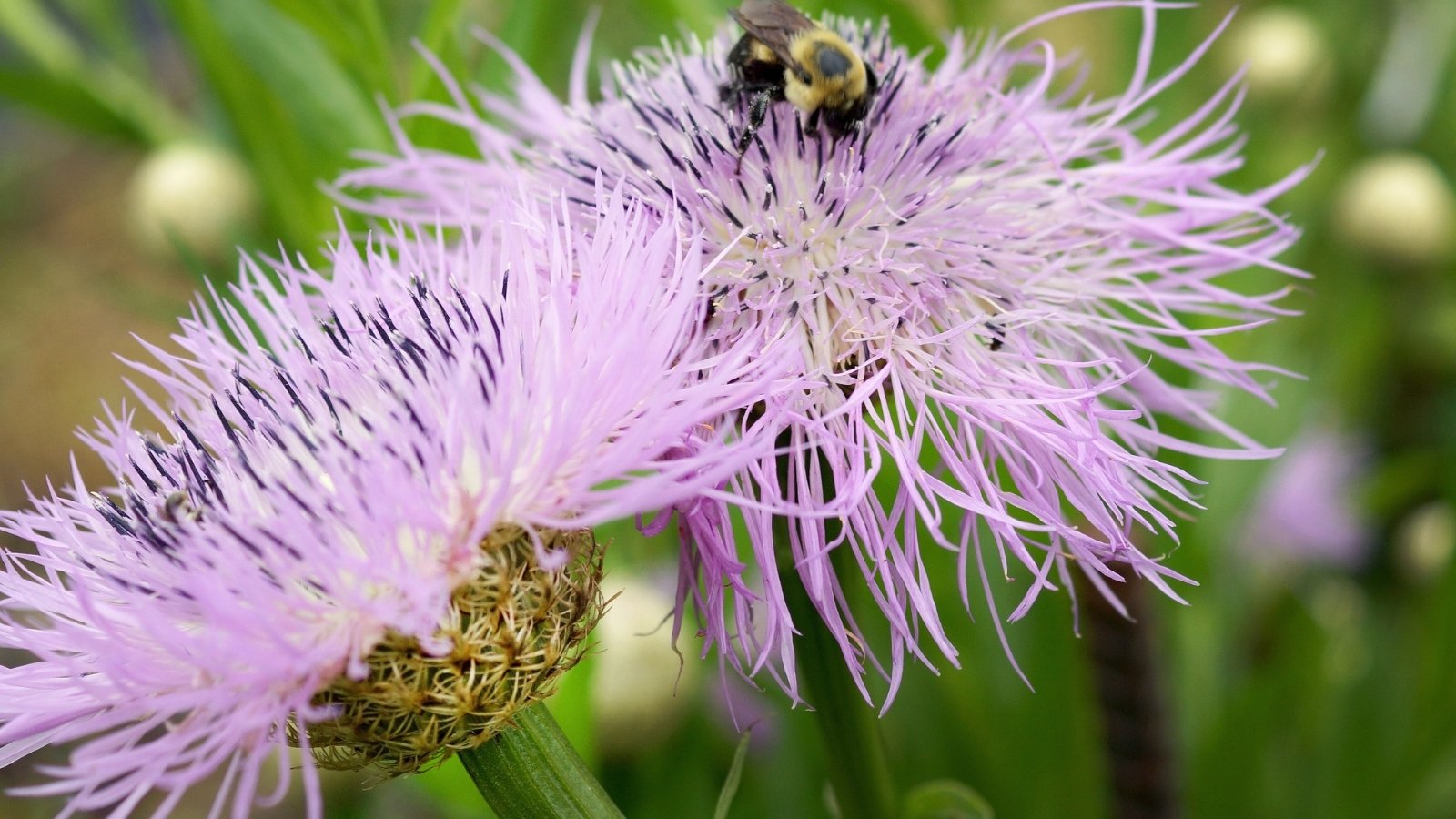 The American star thistle flowers display spherical heads composed of numerous tiny, spiky purple florets, surrounded by prickly bracts, on a blurry green background. A bee sits on one of the flowers.