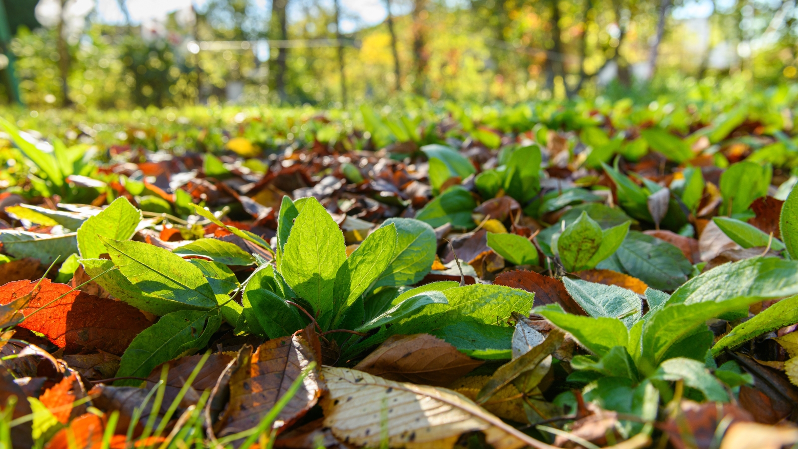 Close-up of a flower bed with young seedlings of Rudbeckia mulched with a thick layer of fallen leaves.