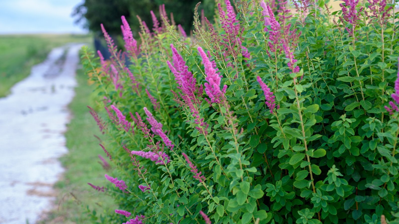 A close-up of a butterfly bush with vibrant purple flowers against lush green leaves, planted beside a sidewalk, adding a touch of nature to the semi-urban environment.