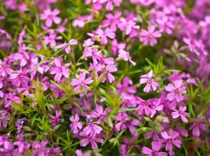 flowering groundcover plants