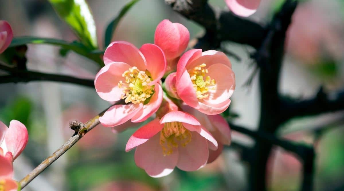 Flowering Quince