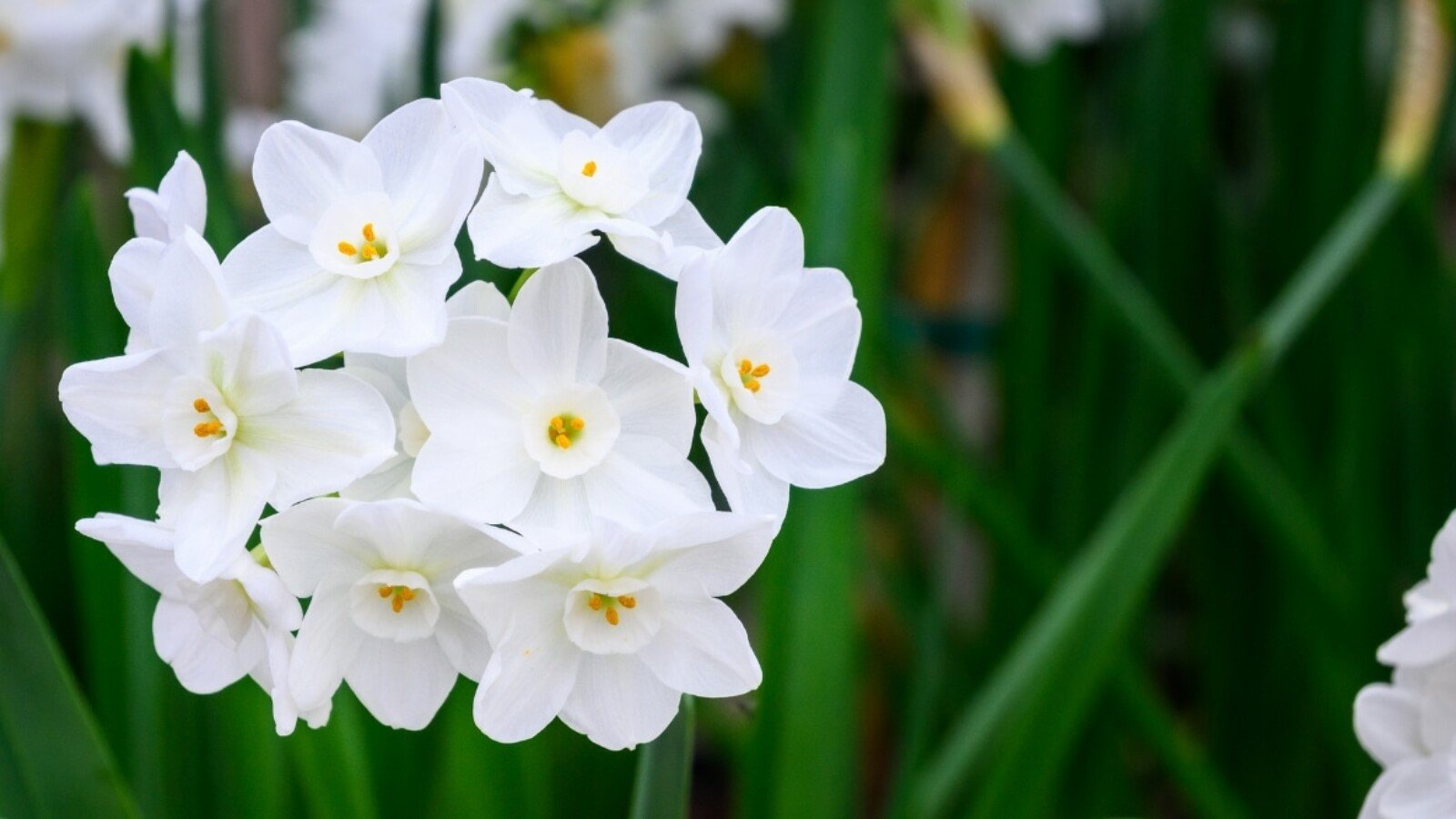 A cluster of delicate white paperwhites blooms indoors.