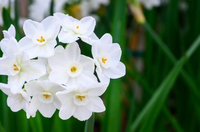 A cluster of delicate white paperwhites blooms indoors.