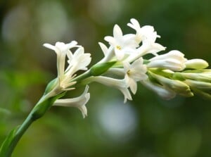 flowers bloom at night