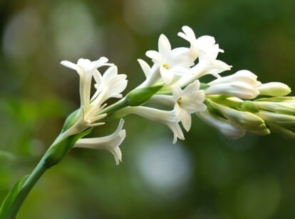 flowers bloom at night