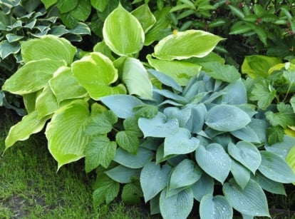 A cluster of wet hostas with lush, deep green leaves, forming a rich tapestry of foliage. Among them, vibrant variegated leaves add splashes of color, creating a dynamic and diverse arrangement in the garden bed.