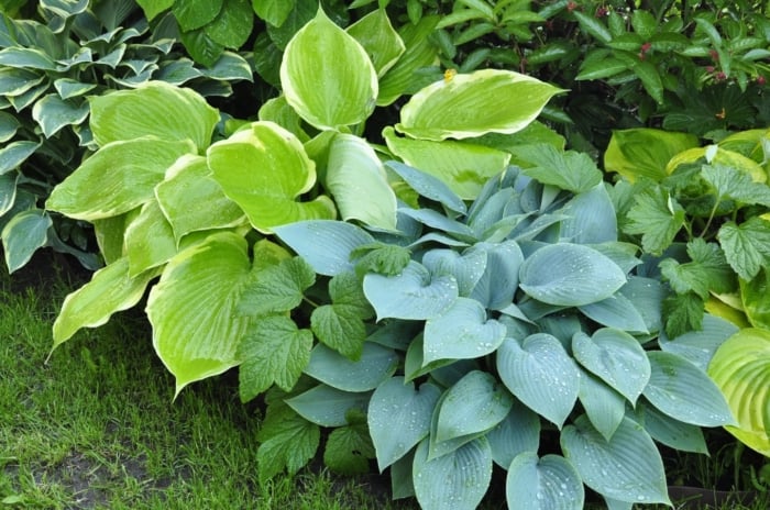 A cluster of wet hostas with lush, deep green leaves, forming a rich tapestry of foliage. Among them, vibrant variegated leaves add splashes of color, creating a dynamic and diverse arrangement in the garden bed.