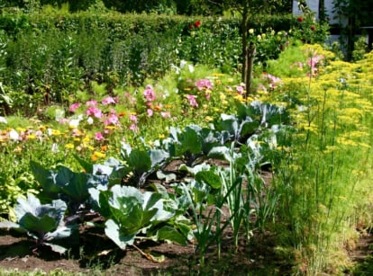 Flowers in vegetable garden. View of a sunny garden with growing rows of vegetables and blooming flowers. The garden bed contains cabbage, dill, onions, Nigella sativa, daisy-like yellow flowers, bell-shaped white and pink ones.