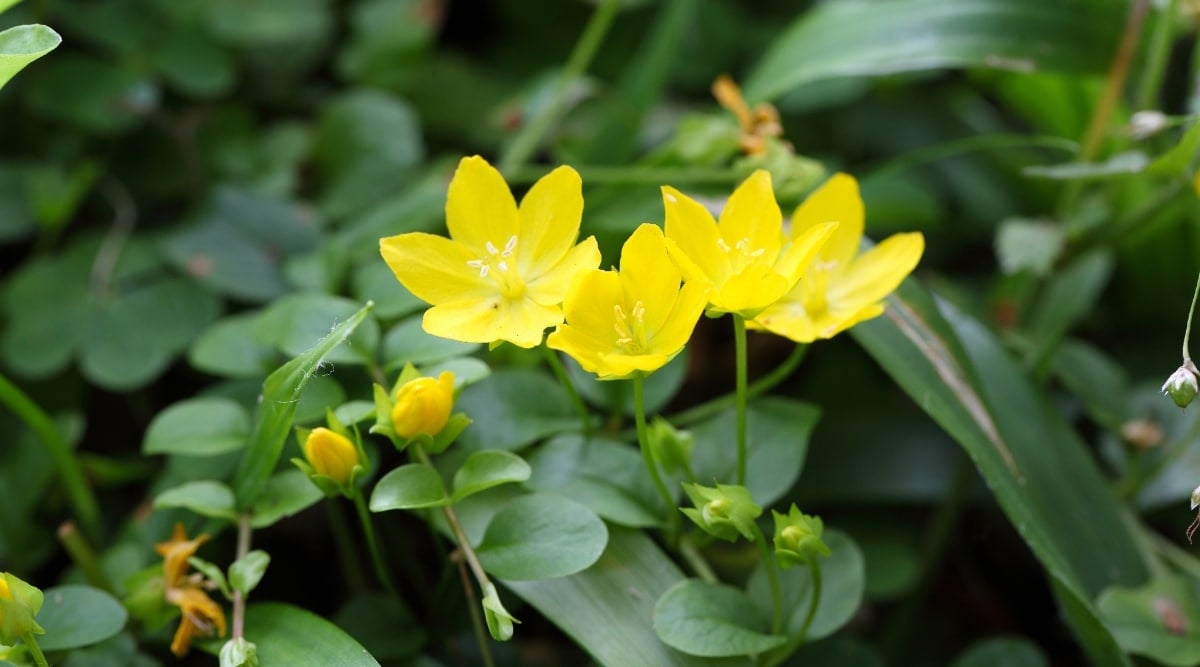 Close-up of Creeping Jenny that has bright yellow, cup-shaped flowers. Its leaves are small, round, and green in color. Its green stems are thin and flexible.