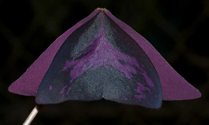 Folded oxalis triangularis leaf