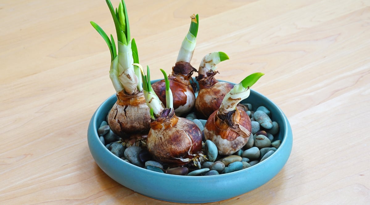 Forcing paperwhite narcissus bulb flowers in water and rocks. Close-up of a shallow blue ceramic vase filled with pebbles and water. Paperwhite bulbs are placed in a bowl. Paperwhite bulbs are round in shape, white in color and have a protective layer of brown husk. Small green shoots grow from the top of each bulb.