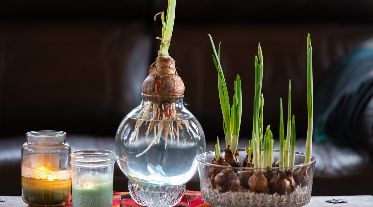 Centered on a table, a bulb vase displays a Paperwhite bulb with a visible shoot and delicate roots, encapsulated in transparent elegance. Nearby, burning candles enclosed in glass emit a warm glow, while a transparent container houses more Paperwhite bulbs, each boasting green shoots.
