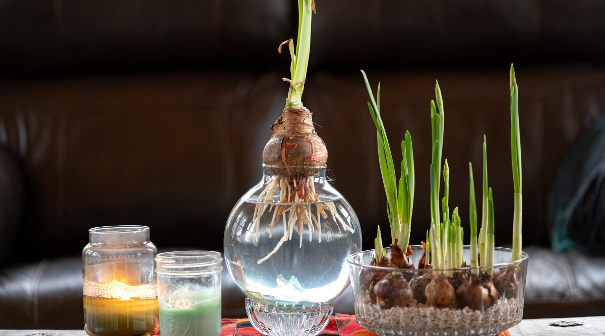 Forcing paperwhite narcissus bulb flowers in water and rocks. Close-up of a vase of water containing a paperwhite bulb. The roots of the bulb touch the water. Nearby on the table there is a round glass vase with low walls, filled with stones and water. There are many bulbs with sprouted green stems and leaves in a glass vase with pebbles.