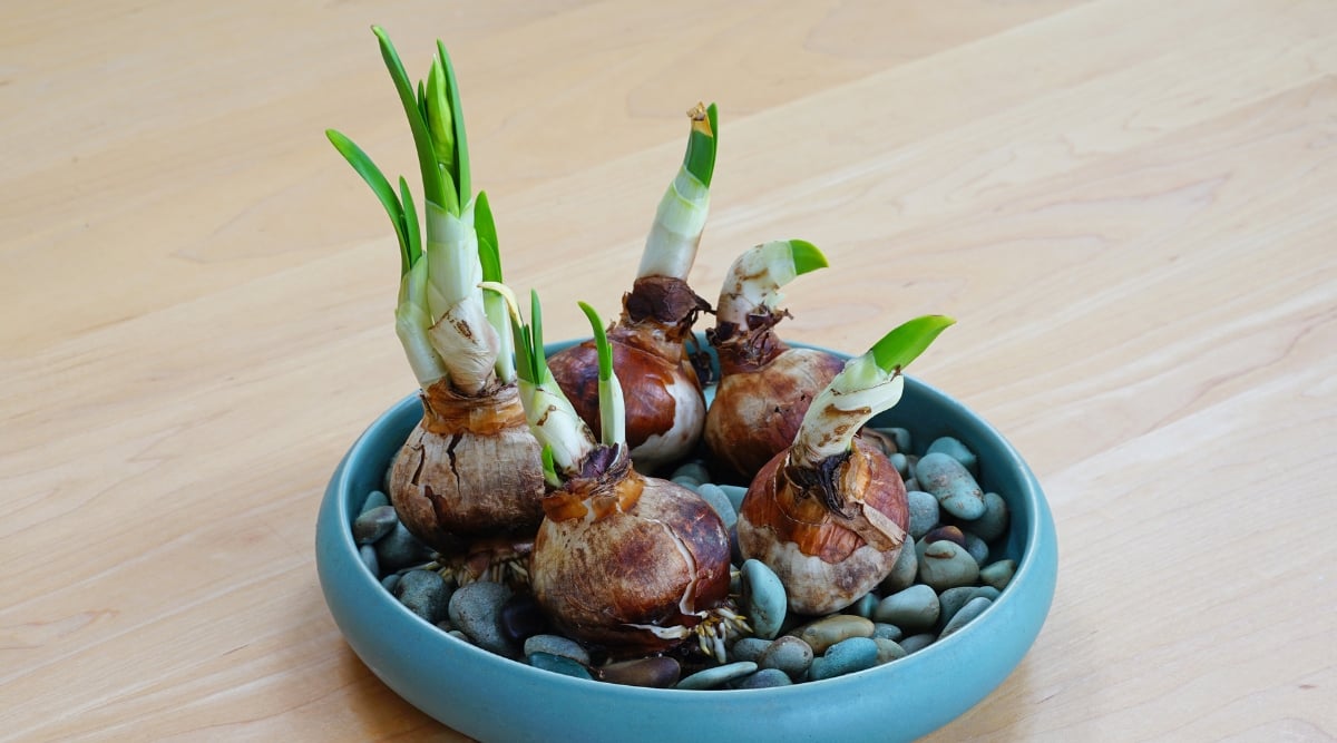 On a textured brown table, a plate showcases an arrangement of decorative gardening stones. Among them, paperwhite bulbs rest, sprouting fresh, vibrant shoots, a visual display of nature's resilience and the art of forcing bulbs into a radiant, blooming state.
