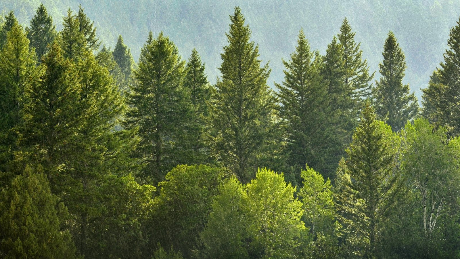 Towering pine trees reach skyward, their verdant branches stretching gracefully towards the heavens, a sanctuary of green tranquility in nature's embrace.