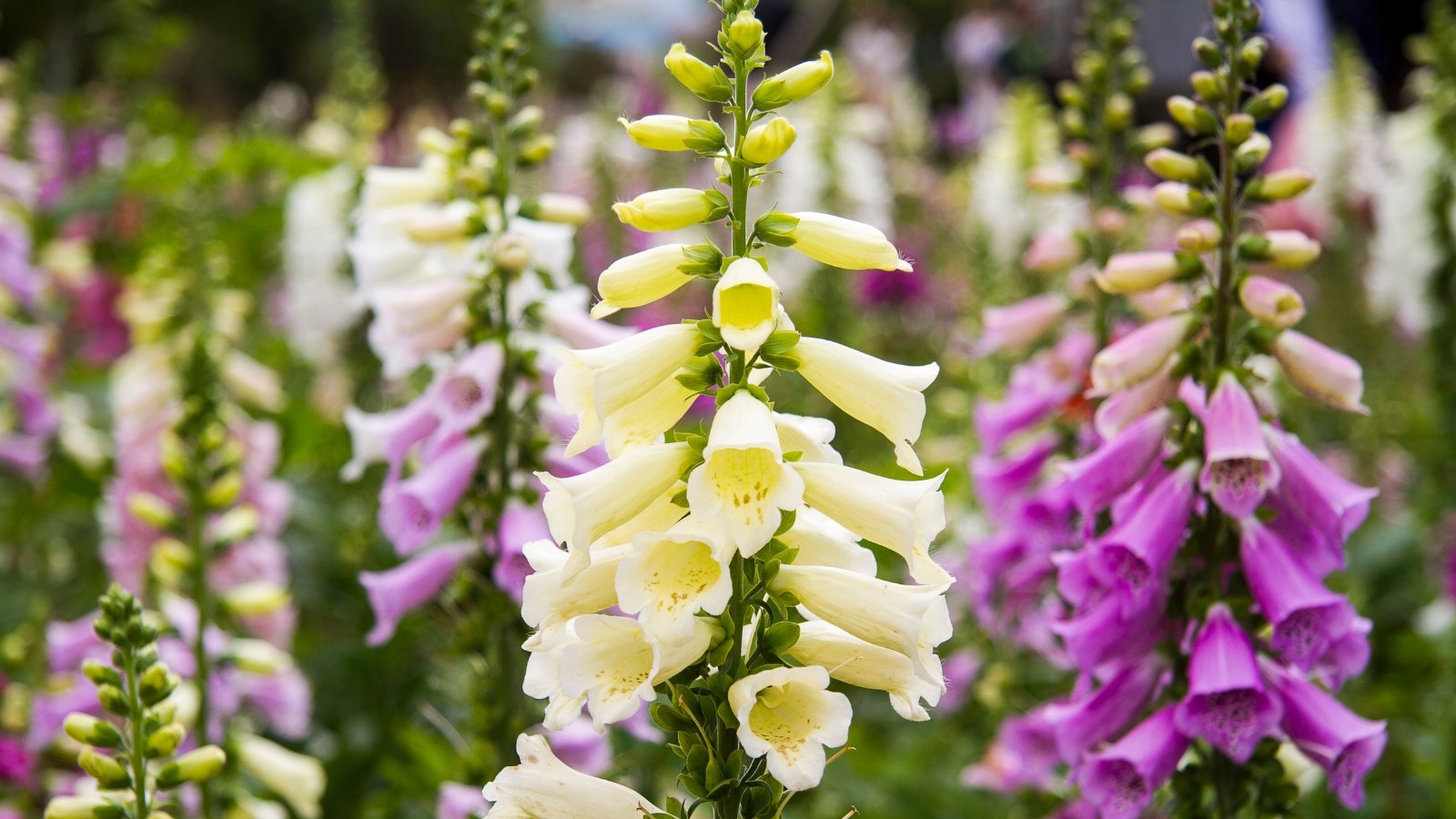 Cream and lavender foxglove flowers bloom gracefully, their delicate petals unfurling in the garden's gentle breeze, offering a serene contrast against the verdant backdrop of lush greenery.