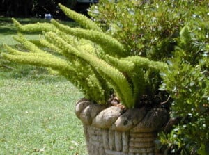 Foxtail fern