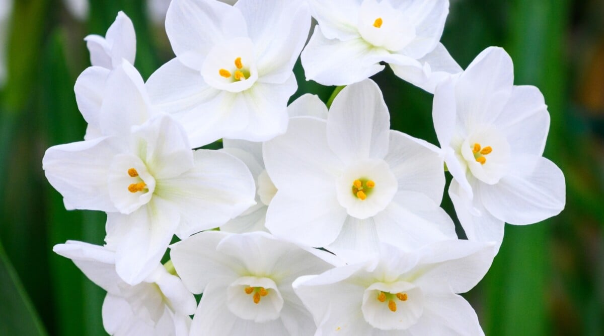 A close-up of Paperwhite flowers reveals delicate blooms with slender, white petals in full blossom. Each petal holds a slight hint of translucence, evoking a sense of purity and grace. The blooms stand out against a backdrop of vibrant, blurred green leaves, creating a serene garden tableau.