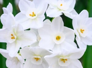 A close-up of Paperwhite flowers reveals delicate blooms with slender, white petals in full blossom. Each petal holds a slight hint of translucence, evoking a sense of purity and grace. The blooms stand out against a backdrop of vibrant, blurred green leaves, creating a serene garden tableau.