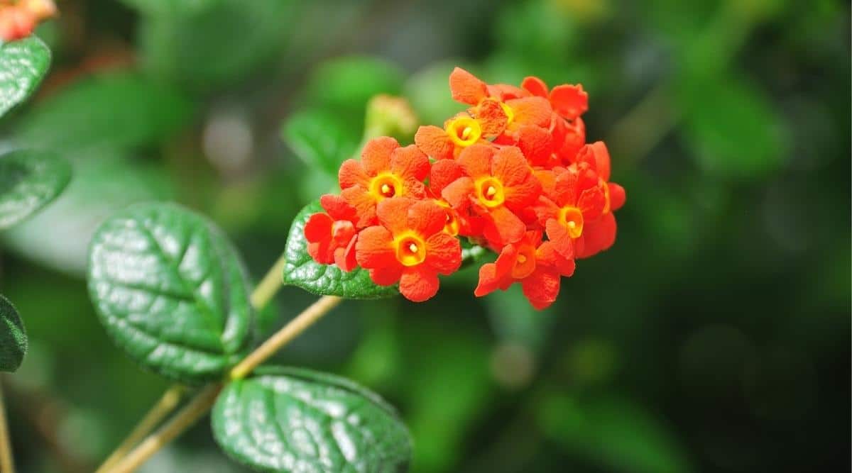 Fragrant Rondeletia