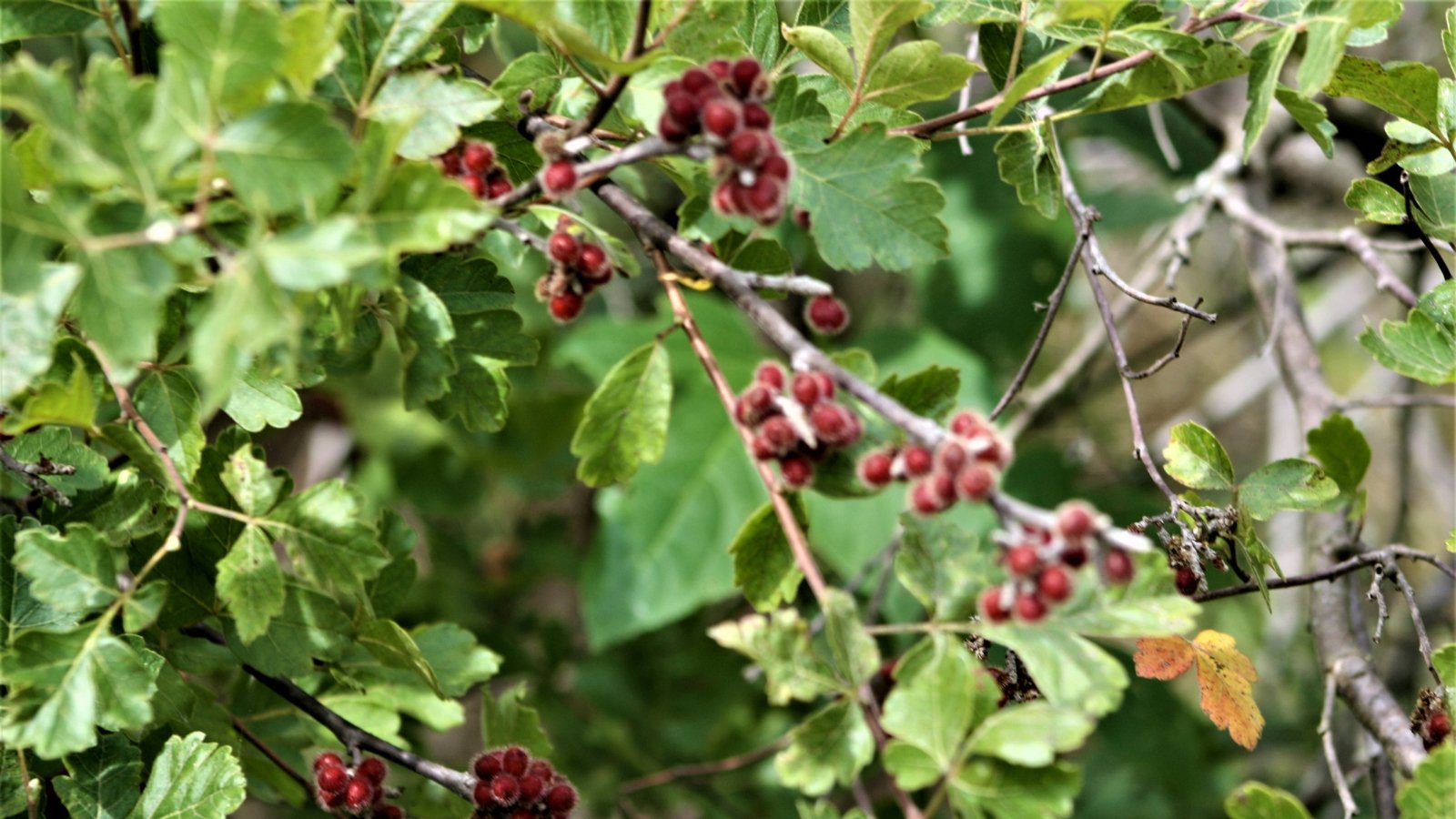 A lush sumac shrub with green leaves and clusters of crimson berries, exuding a delicate aroma, beckoning birds and bees with its inviting colors.