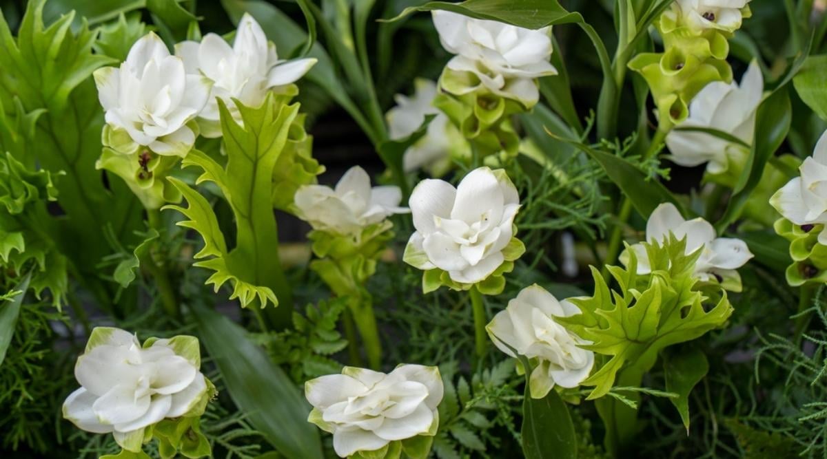 Freesias