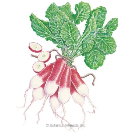 French Breakfast Radish Seeds