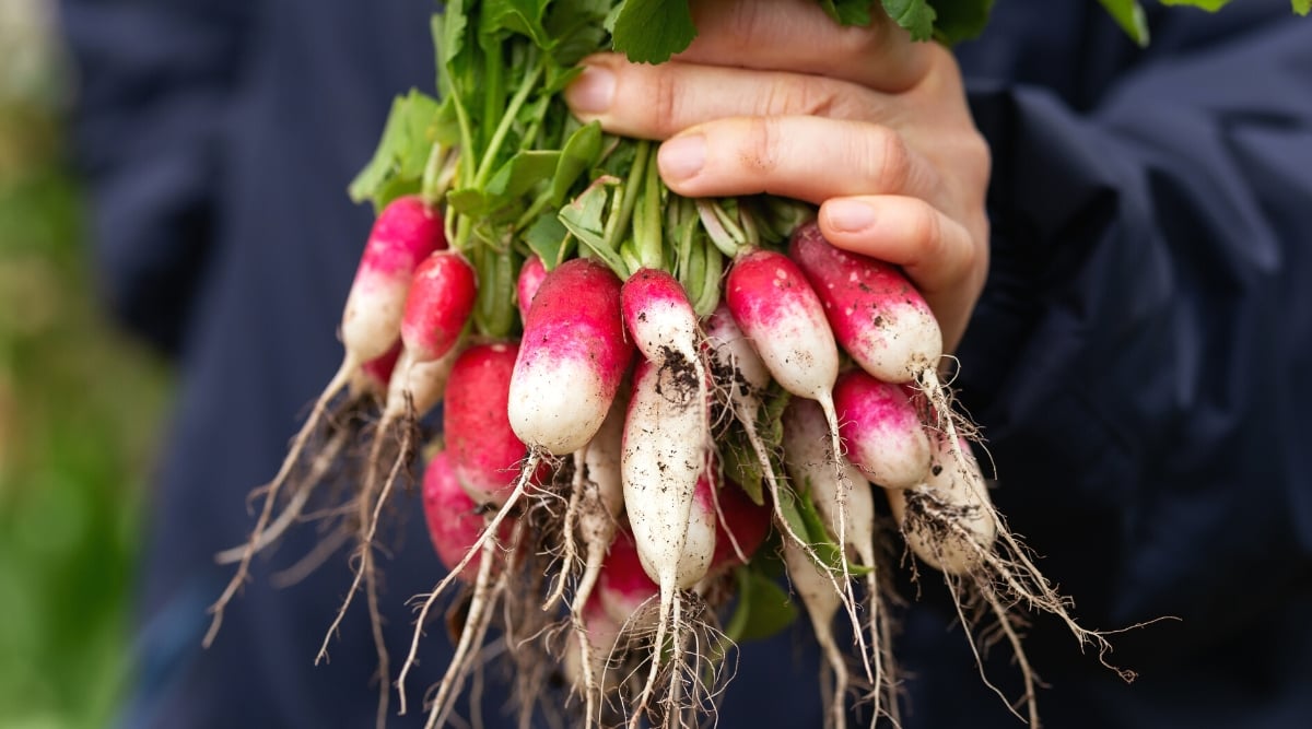 Close-up of a man's hand holding a bunch of ripe French Breakfast radishes in the garden. The radish has small, oval, slightly oblong red-pink roots with white bottoms. The gardener is wearing a dark blue jacket.