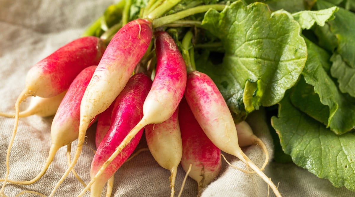 Close-up of a bunch of ripe French Dressing radishes on burlap fabric. The radishes have an oblong, narrow shape with pinkish-red skin and white bottoms. The leaves are large, oval, lobed, bright green.
