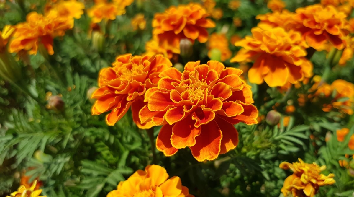 Sun-kissed French marigolds erupt in the foreground, their petals a riot of ruffled golden orange, cascading outwards like waves of vibrant silk. Lush, emerald leaves peek through the fiery blooms, offering a a contrasting backdrop. Each petal, a masterpiece of soft velvet, whispers of nature's delicate artistry.