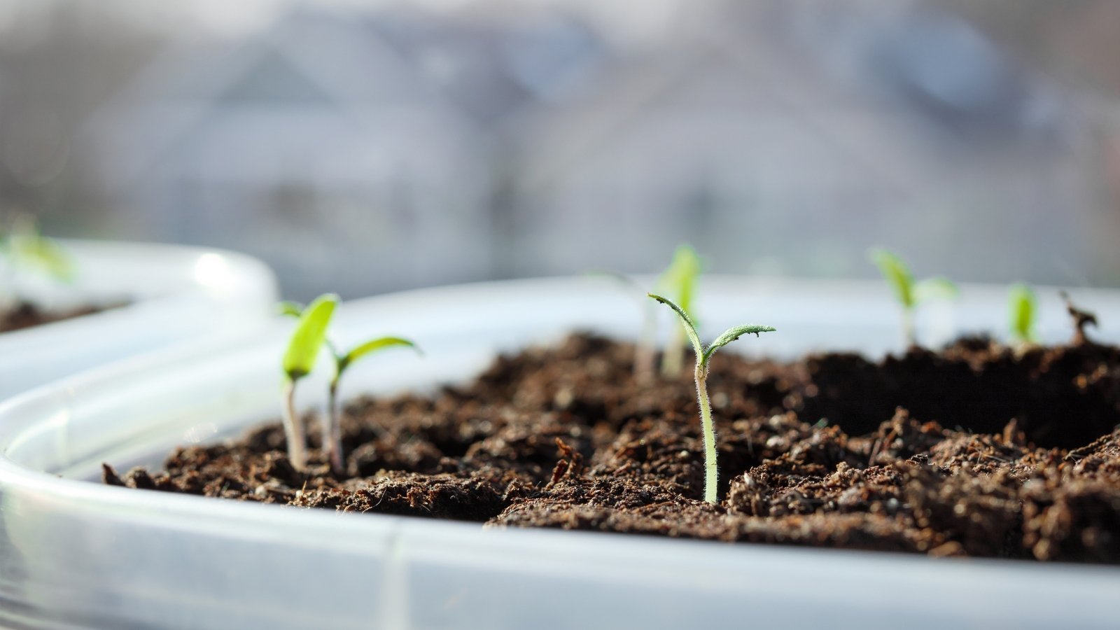 Close-up of young tomato seedlings consisting of thin short hairy stems and a pair of oval cotyledons growing in a plastic tray on a light windowsill.