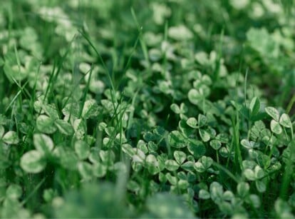 A close-up of microclover leaves with a small white flower about to bloom on a lush green lawn. The leaves have a fine texture and show a low-growing habit. Turf-type tall fescue protrudes alongside the microclover.