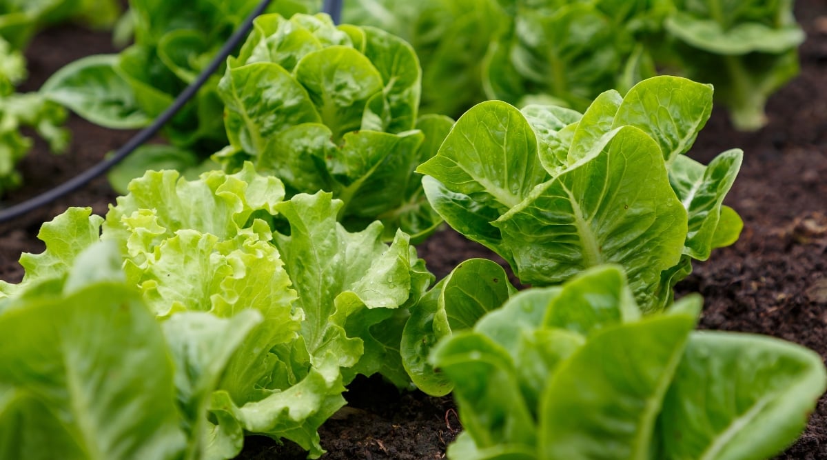 A close-up view of a cluster of baby lettuces growing in a vegetable garden. The lettuces have bright green leaves, some tightly curled, some gently unfurling, reaching towards the sun. The lettuces are tightly packed together, their bases surrounded by rich, dark soil.
